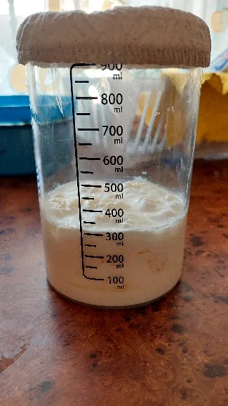 Starter rising past the 400 ml mark in the graduated jar under a cloth cover